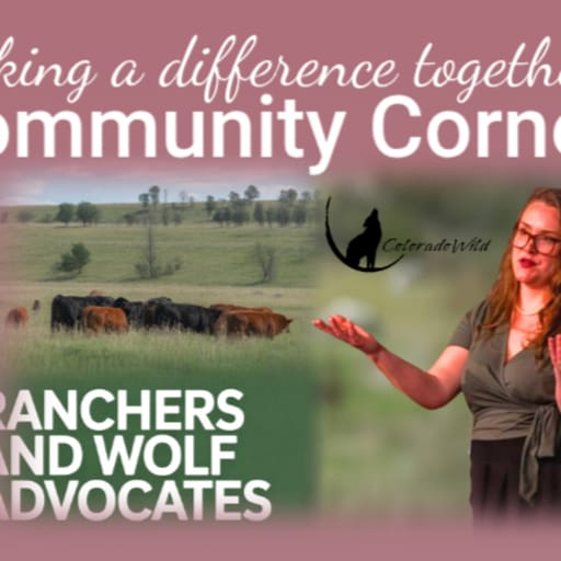 Can Wolves and Ranchers Coexist?