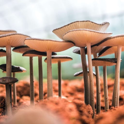 Psychedelic Mushrooms Ease Severe Depression
