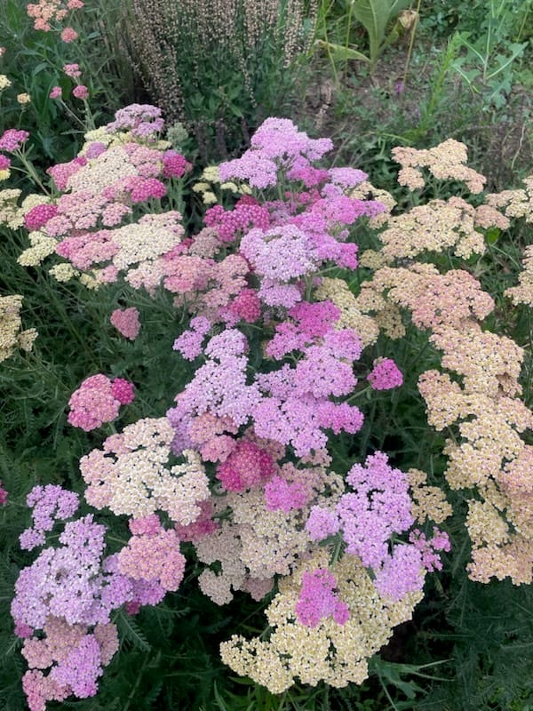 Picture of pink and white yarrow flowering stalks in a garden bed.