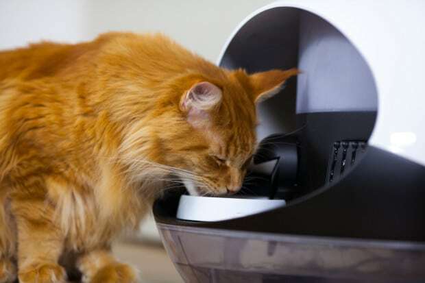 Catspad water connected cat food dispenser
