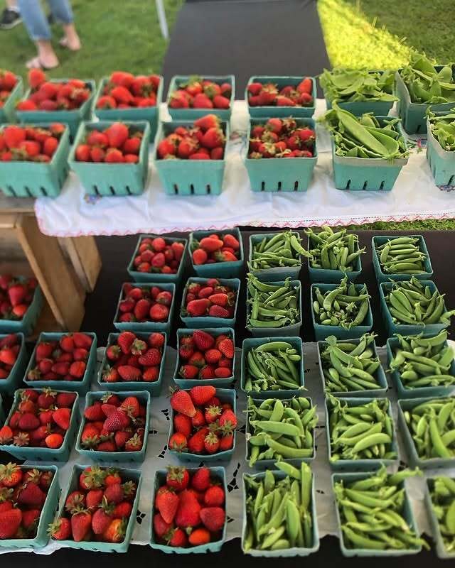 saanichorganics on Instagram