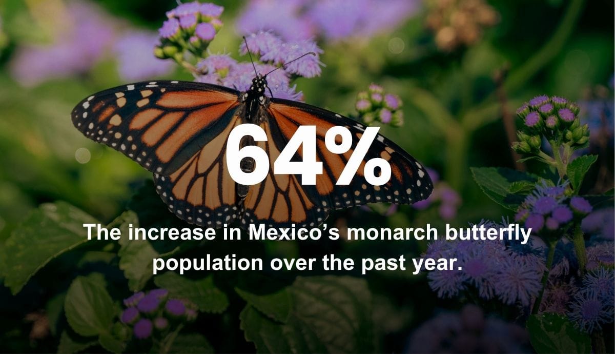 64% - The increase in Mexico’s monarch butterfly population over the past year.