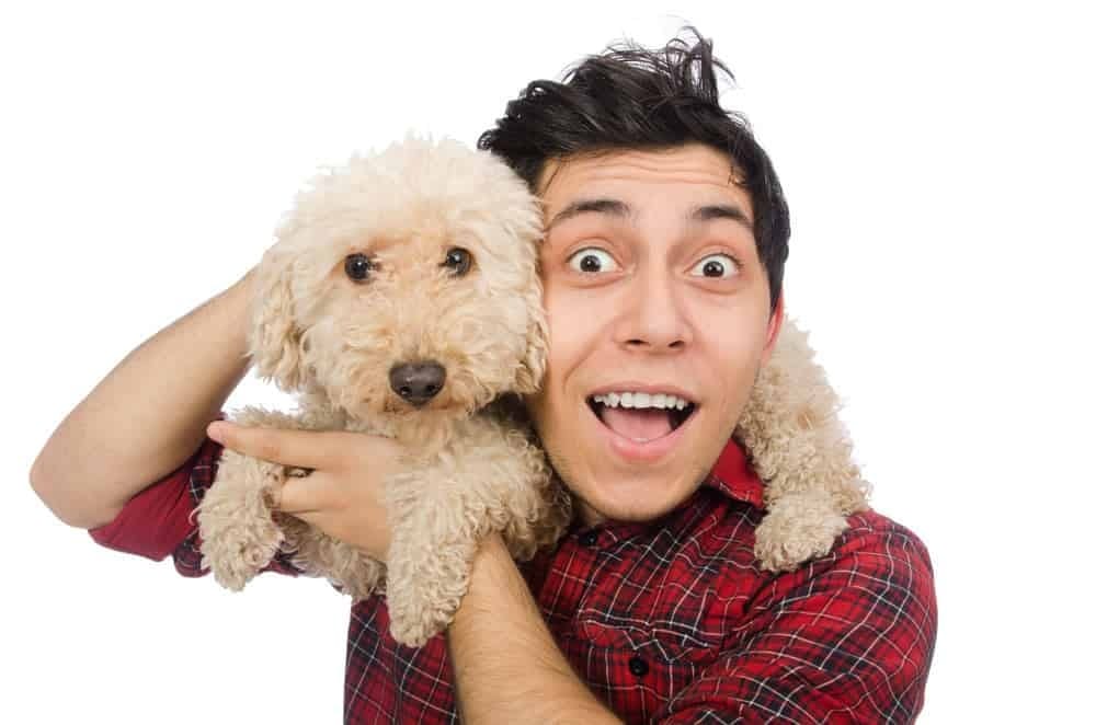 fully grown maltipoo cream