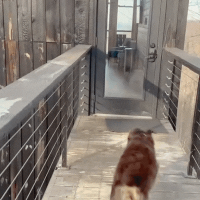 dog running to see a cabin