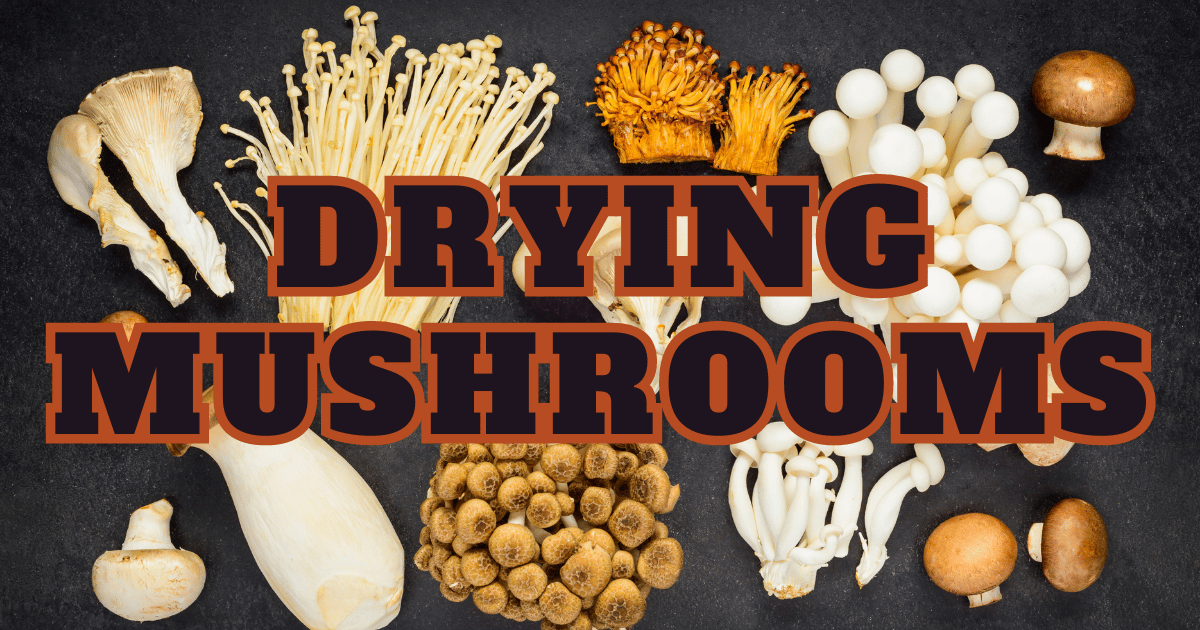 Drying Mushrooms