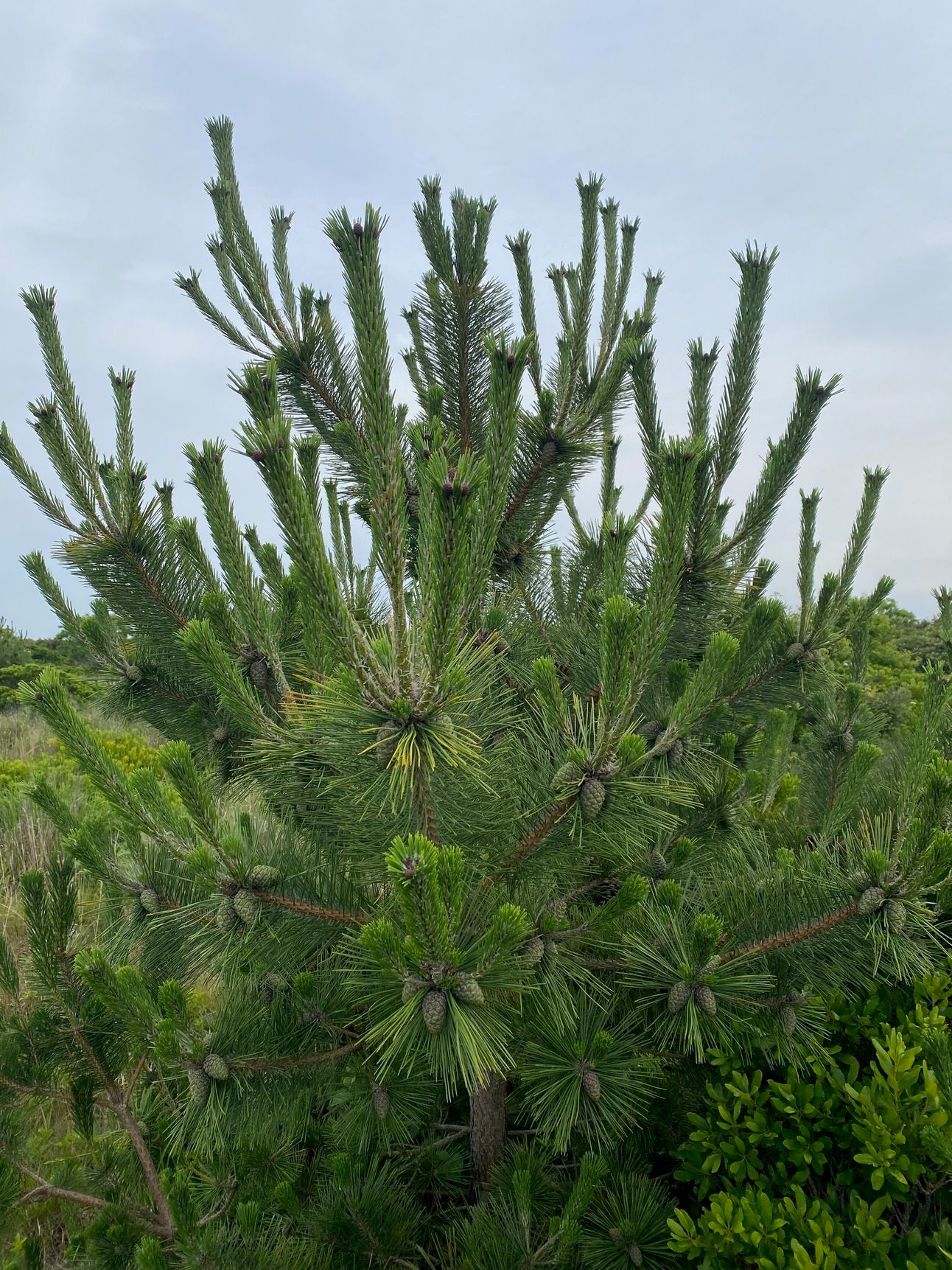 A small pine with short, upright needles on long upright branches.