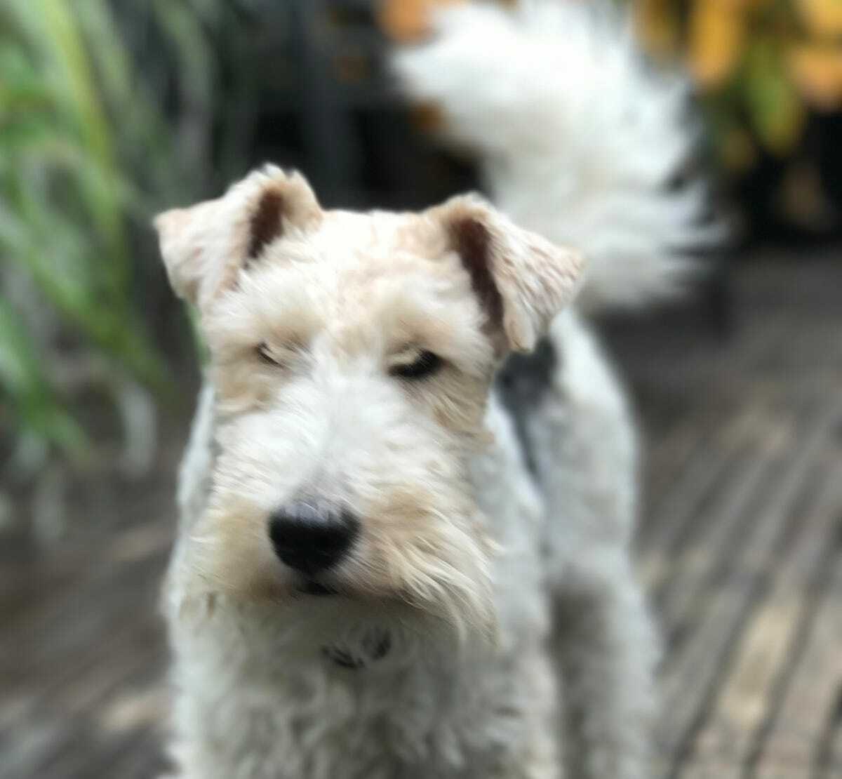 iPhone Camera Tips from experience