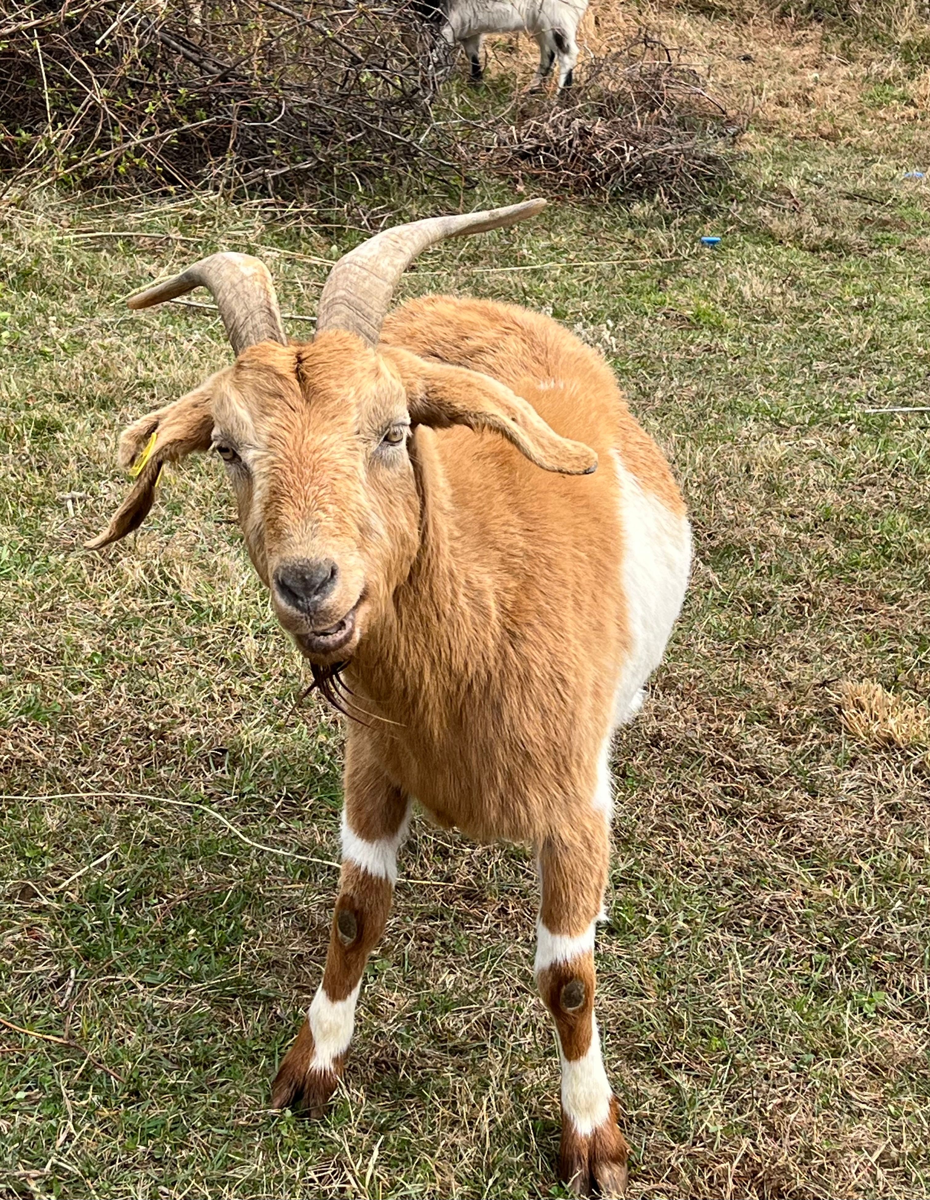 a large, friendly horned goat, brown with white spots, looks amiably at the camera