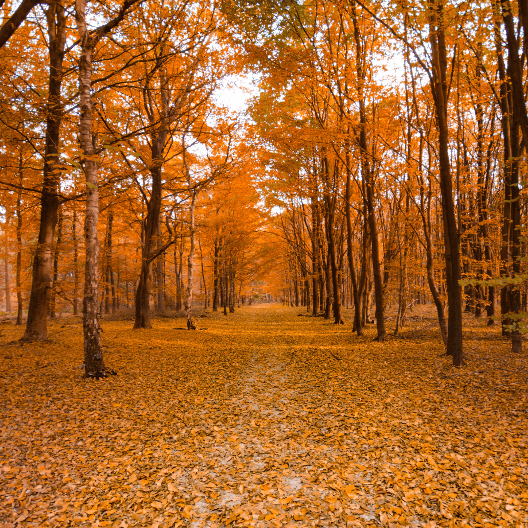 “A forest pathway covered in fallen leaves, surrounded by tall trees with bright orange autumn foliage.”