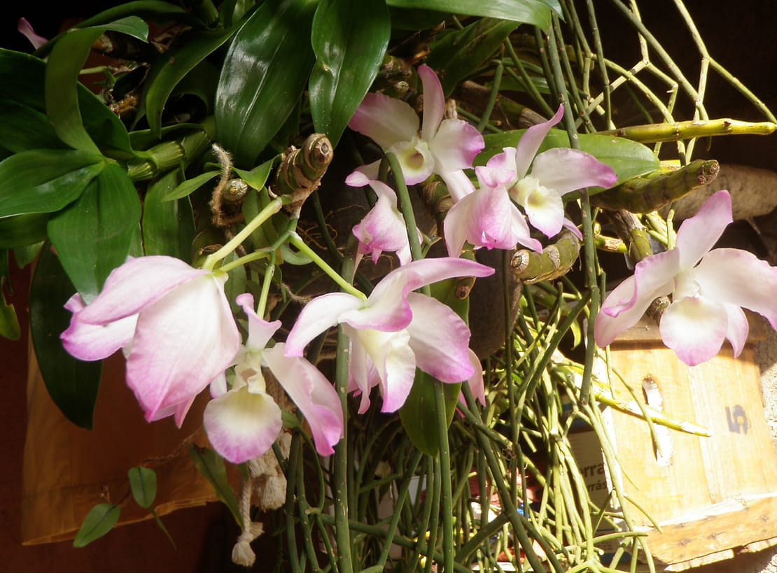 orquidea