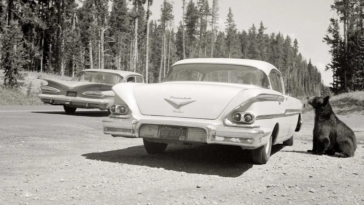 A black and white image shows a grizzly bear next to a car. Another car is seen on the other side.