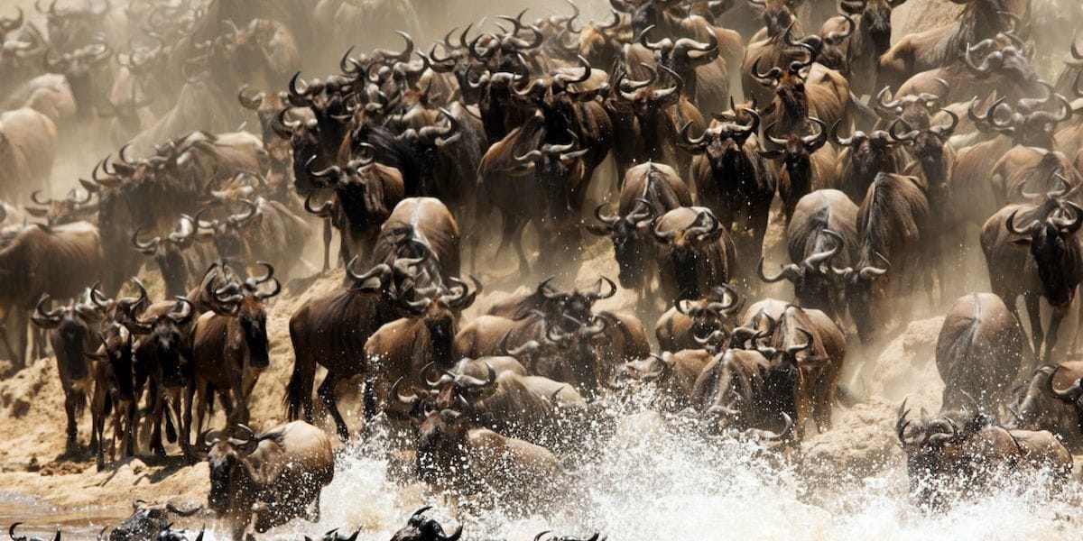 wildebeest migration
