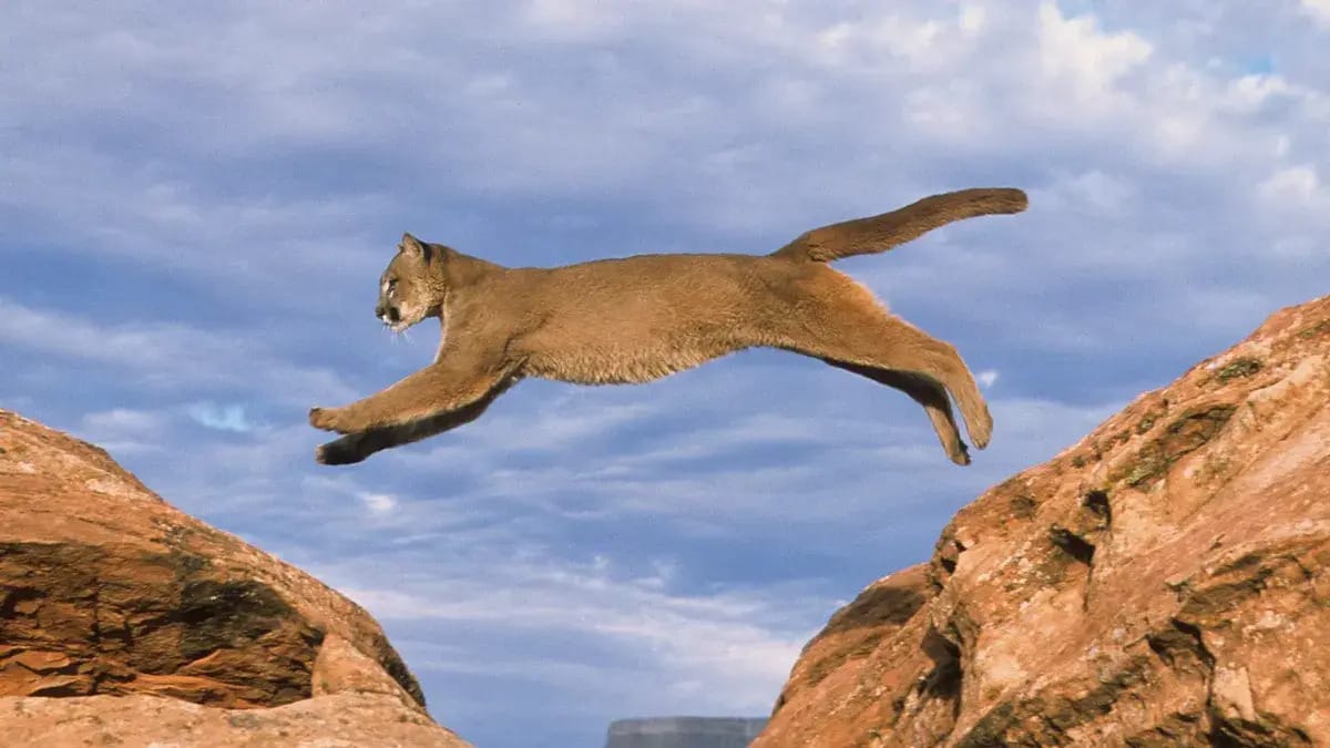 A mountain lion jumps from one rock to one on its left.