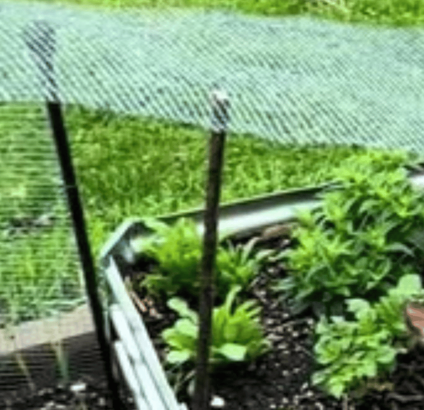 Image shows a raised garden bed with the deer barrier askew.
