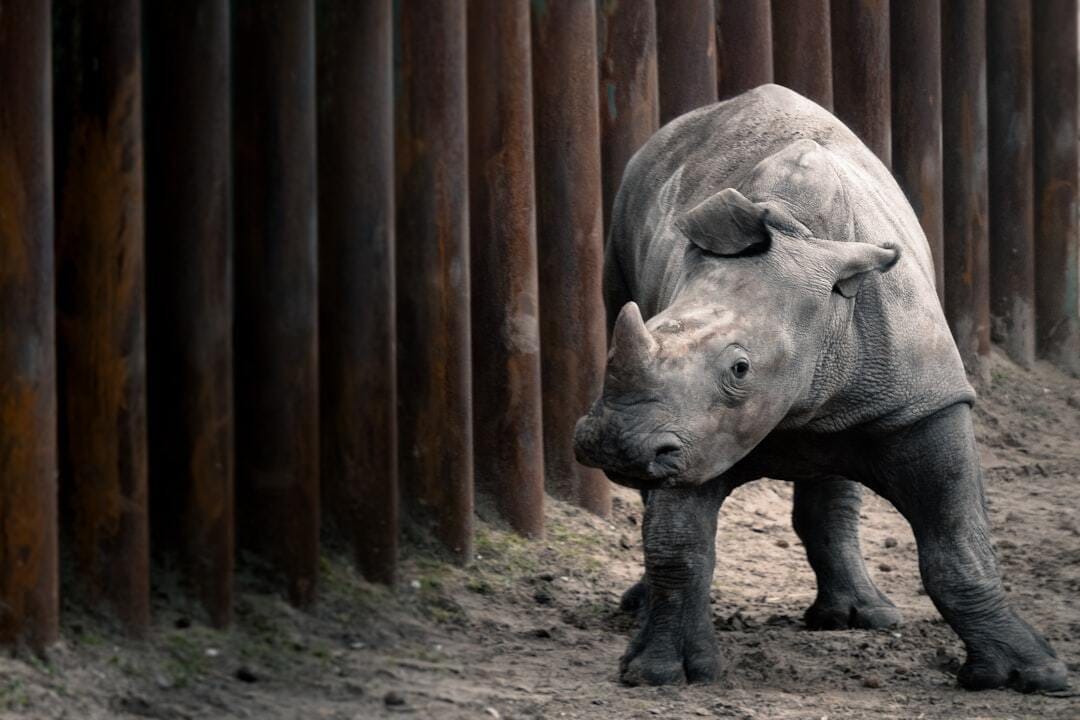 Baby rhino Ravy (taken at Safaripark De Beekse Bergen in the Netherlands)