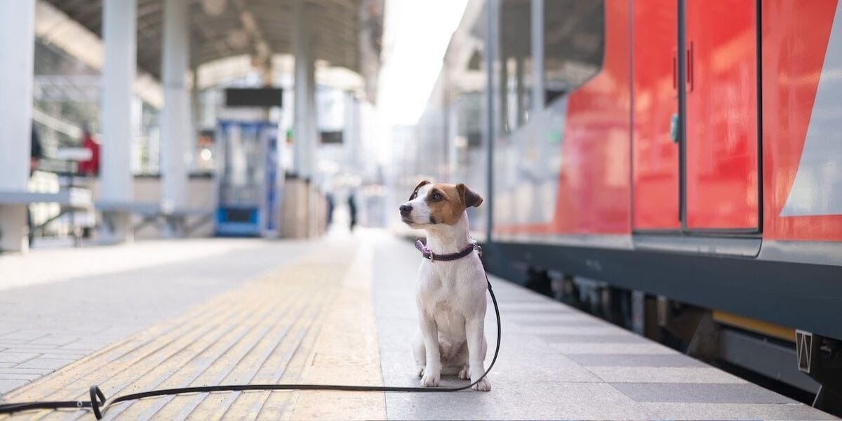 Jack Russell Terrier by a train