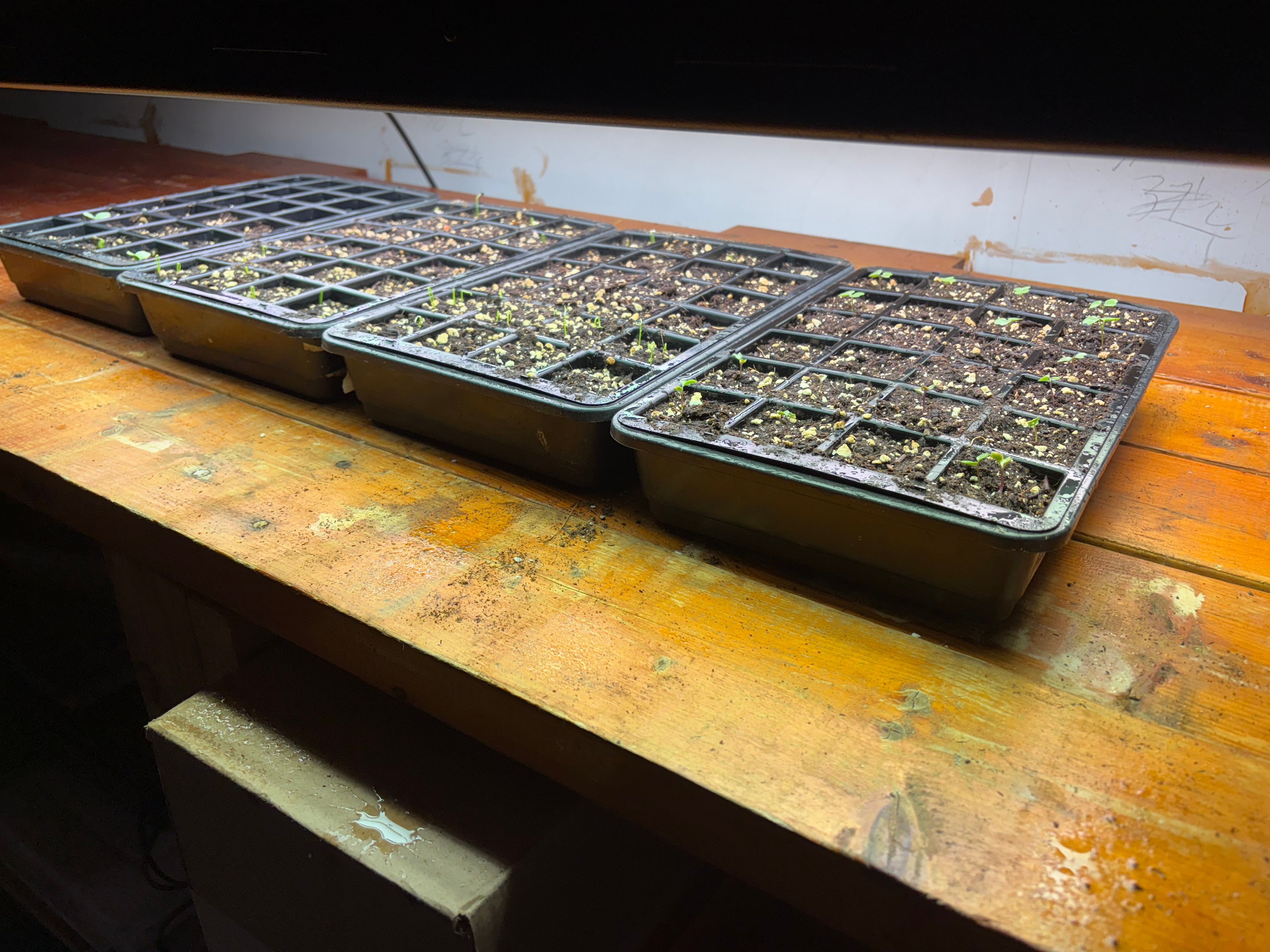 four flats of very young seedlings under a grow light