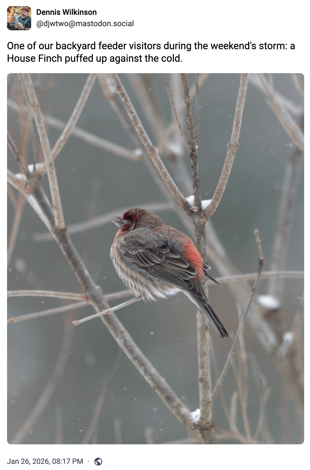 One of our backyard feeder visitors during the weekend's storm: a House Finch puffed up against the cold.