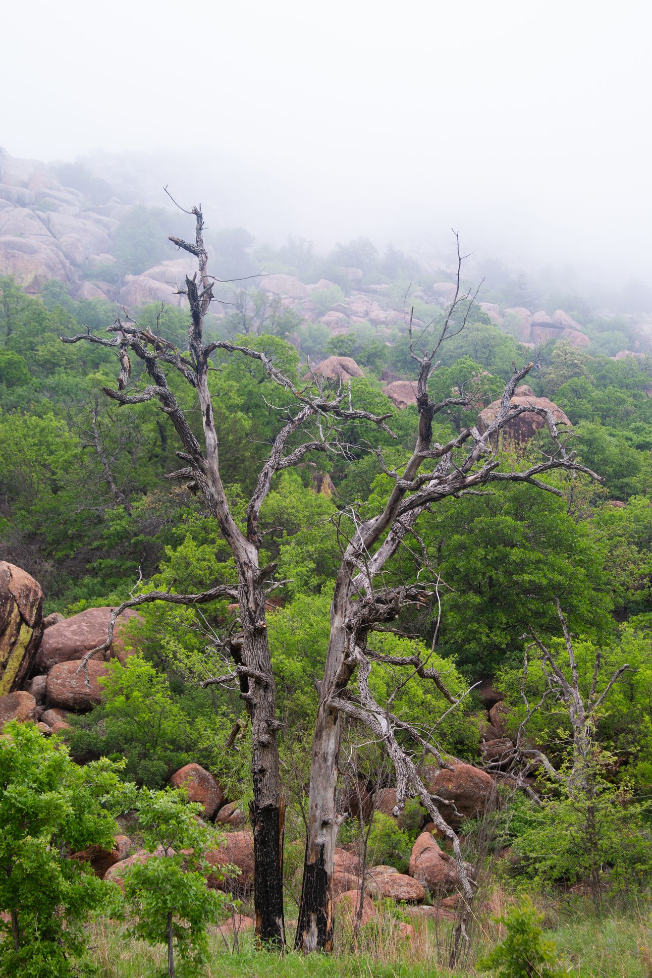 A dead tree sticks up out of a green brusy landscape. The tree is against a rocky background with misty clouds behind.