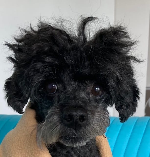 Pet of the Week – Meet Mr. Figs
