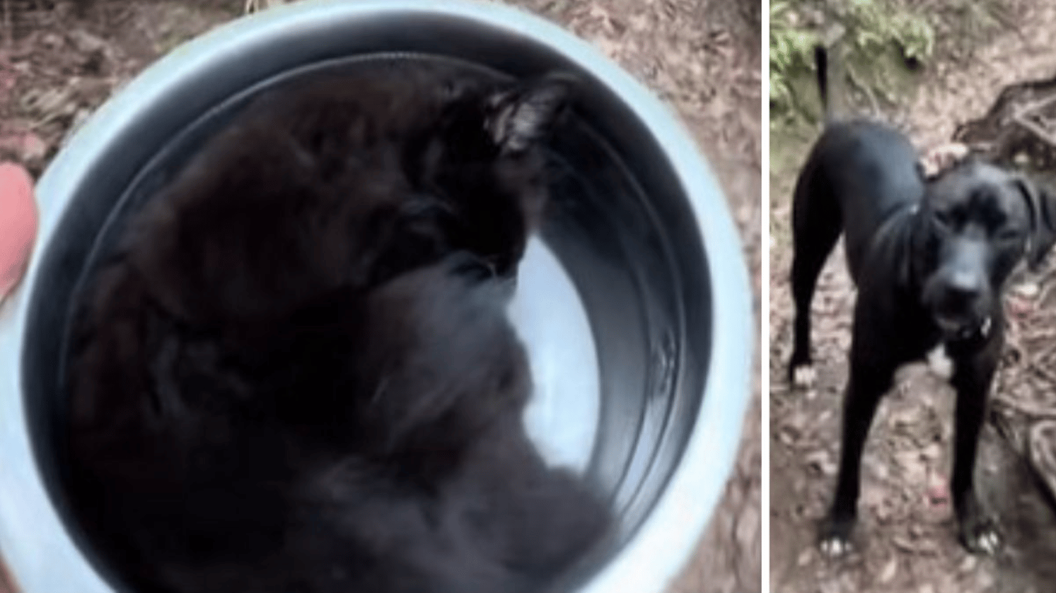 Left image shows a tired kitten resting in a dog bowl during a hike. Right image shows a dog waiting on his Mom to catch up on the trail.