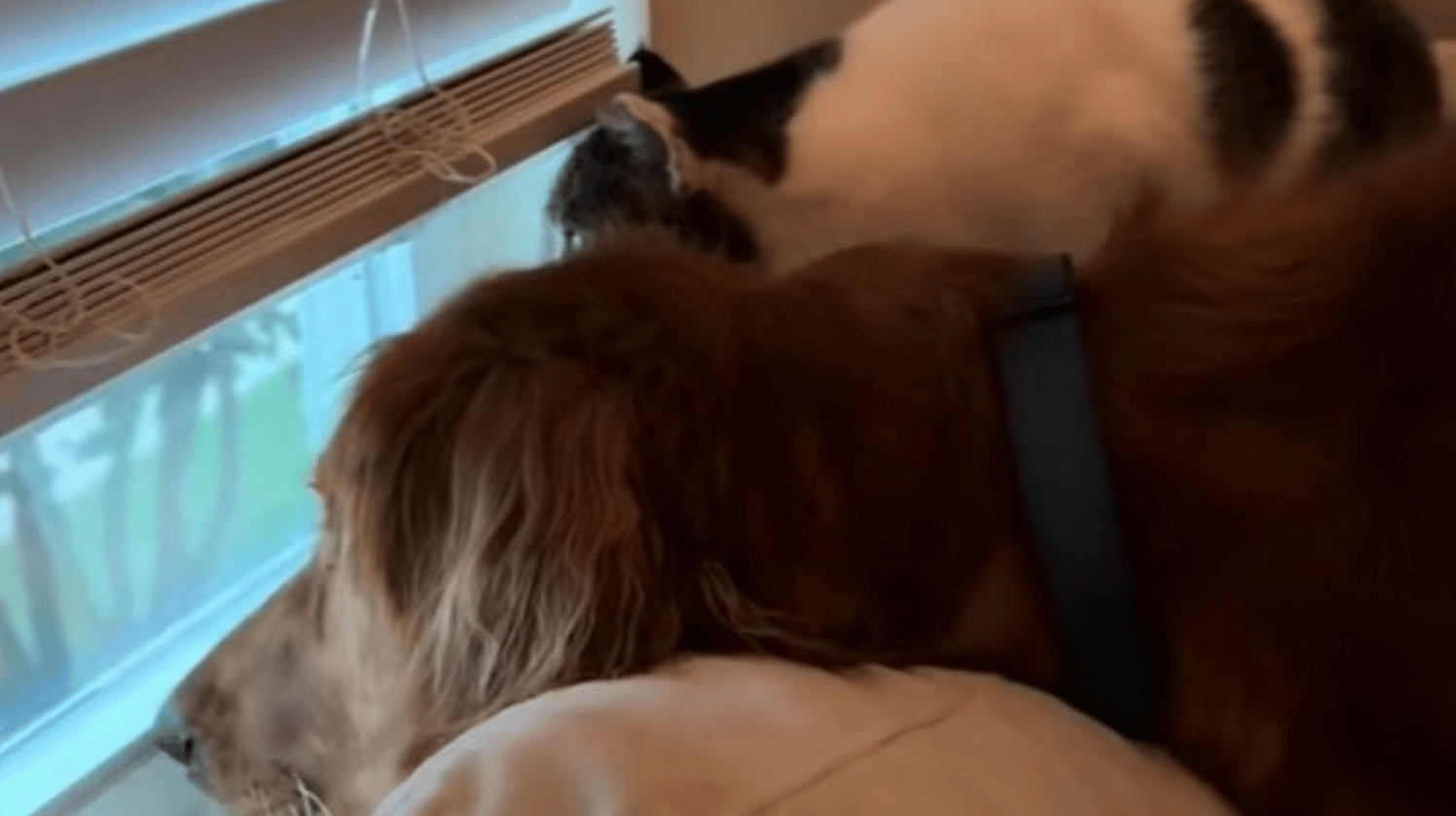 Image shows foster cat Birdie with dog sister Hazel watching birds at a window.