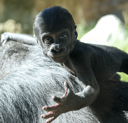 Big News for Asha’s Baby — Say Hello to Sully!