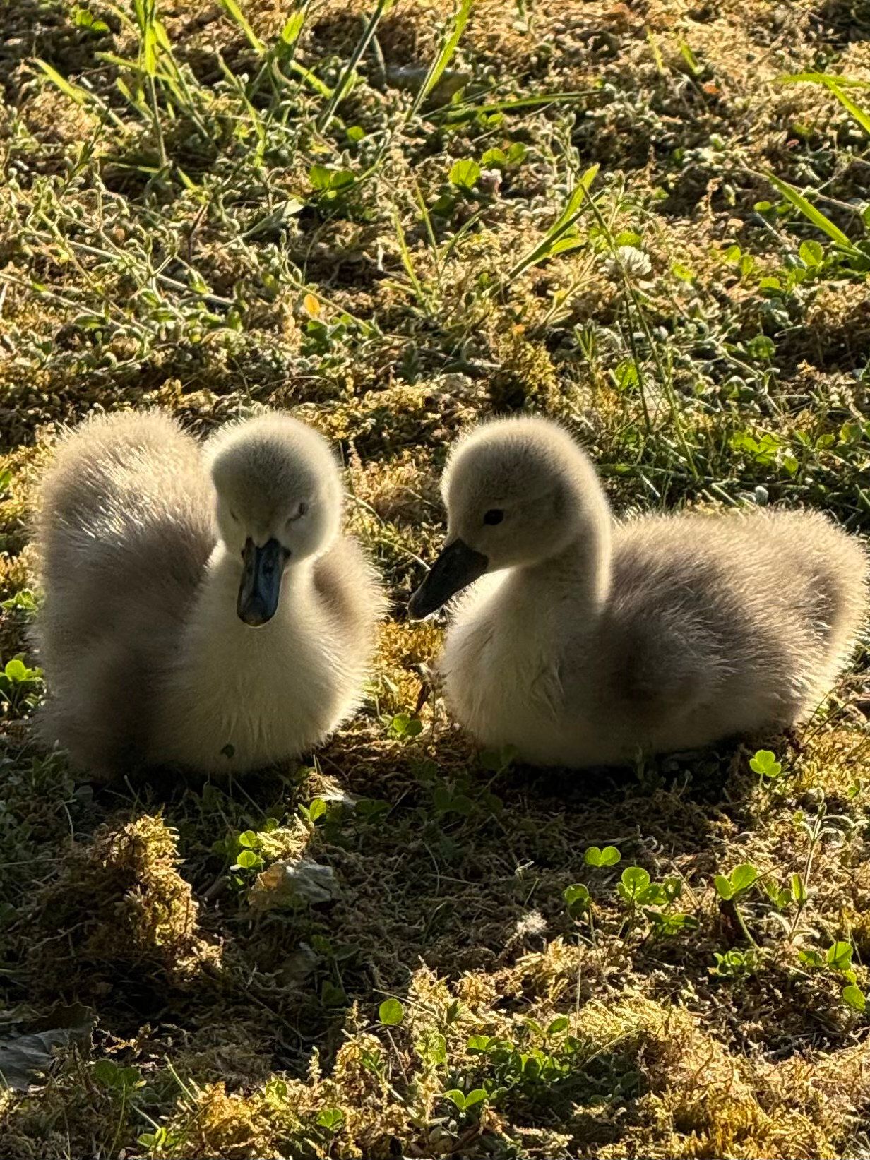 Baby cygnets on the grass