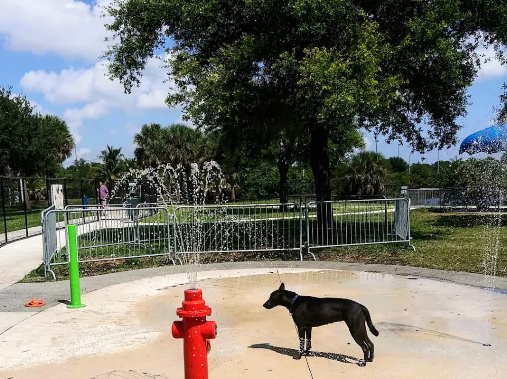 Let Your Dog Cool Off
