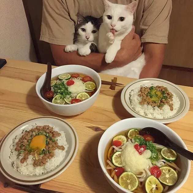 gatos-observando-humanos-cenar-naomiuno-4