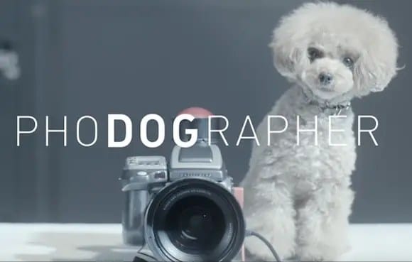 phodog