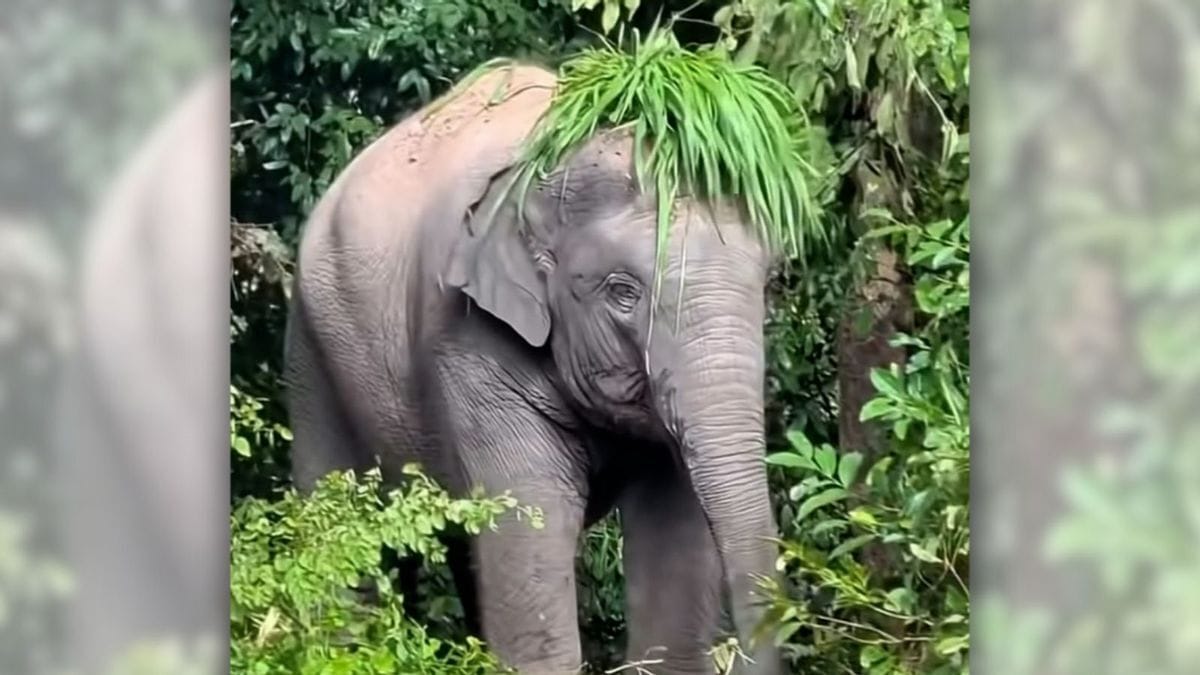 An image shows an elephant surrounded by trees standing with grass on its head.
