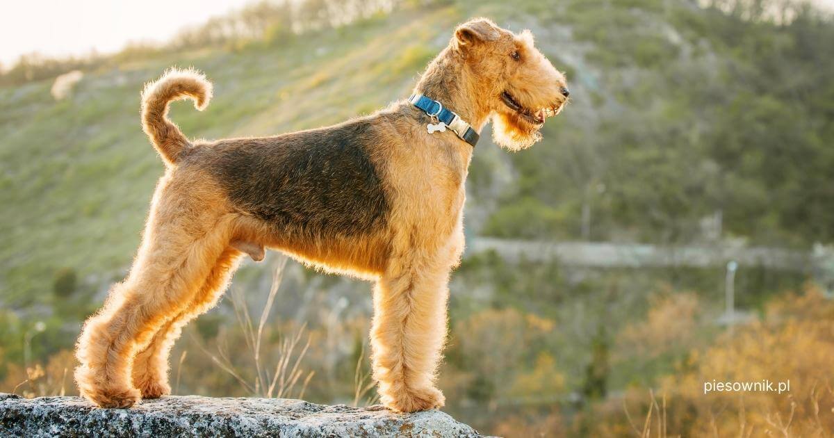 pies airedale terrier stoi bokiem na tle wzgórza