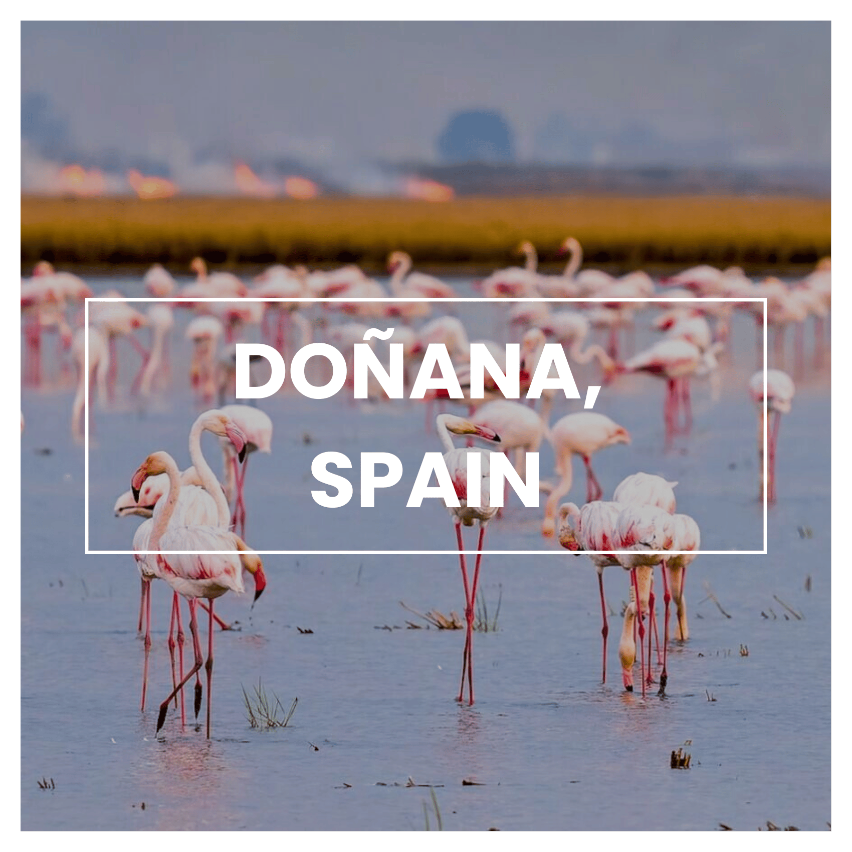 National Parks to Visit in 2026: Doñana, Spain