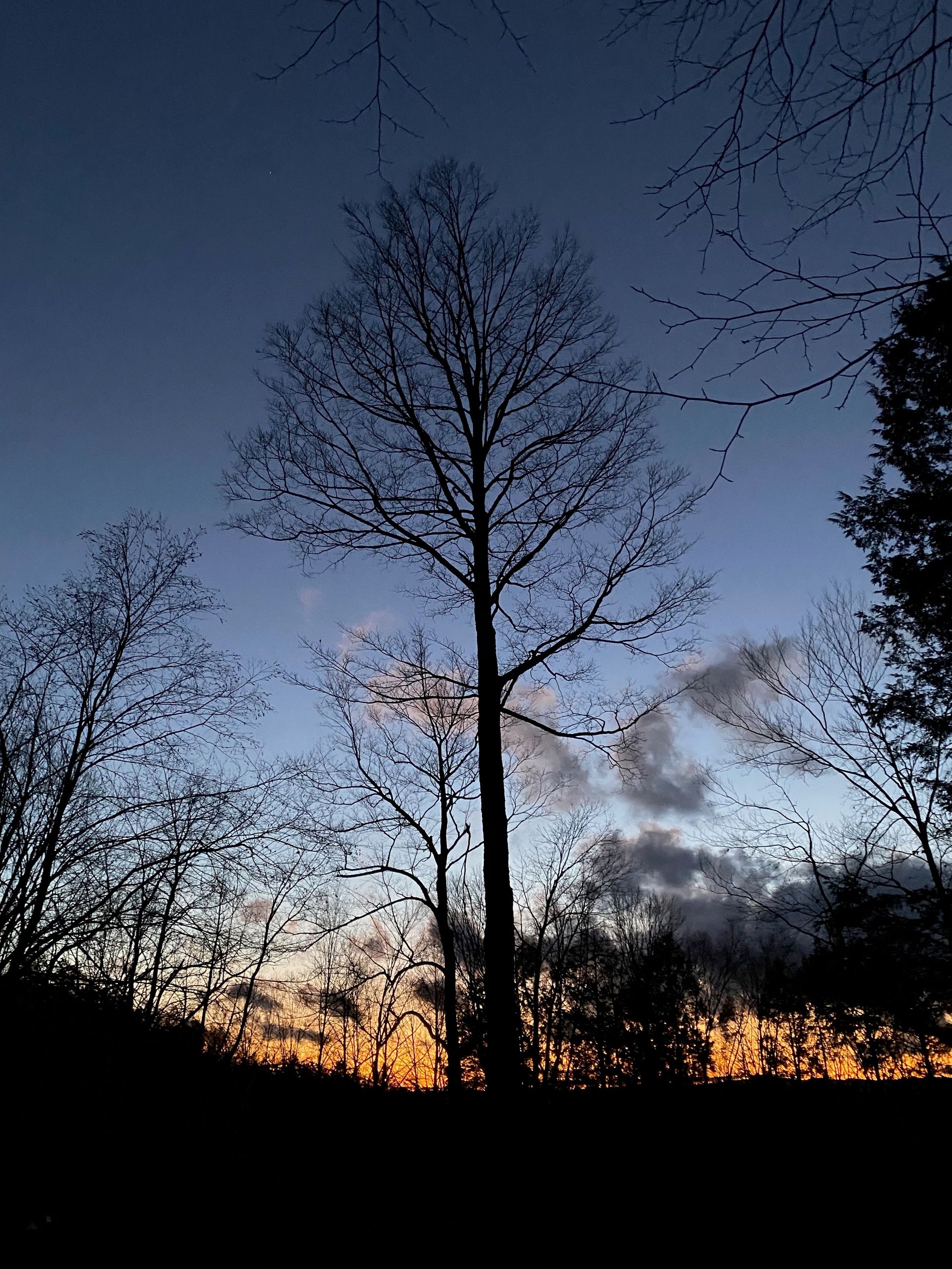 A bare tree silhouetted against a deep blue sky, with a band of gold clouds along the horizon.