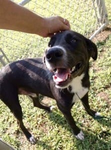 A young medium-sized black-and-white dog stands near a chain link fence with someone's hand petting his head.
