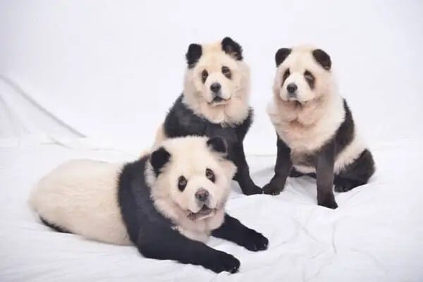 panda-chow-chow5-600x400