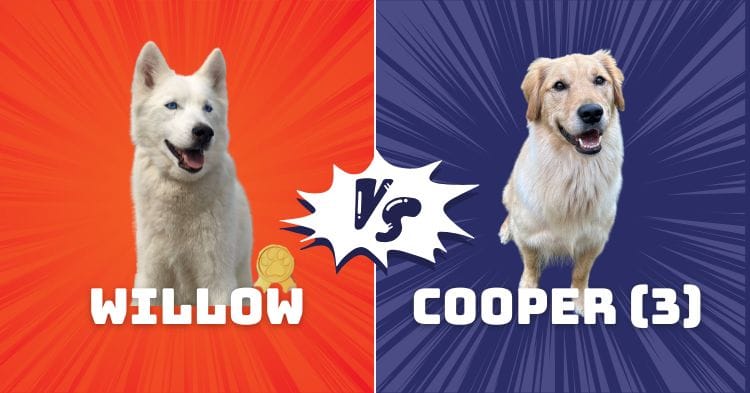 dog voting matchup banner