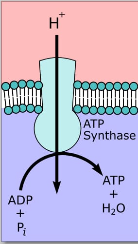 The essential motor of life: ATP-Synthase and its electrochemical ballad across the mitochondrial surface (Source: Wikipedia)