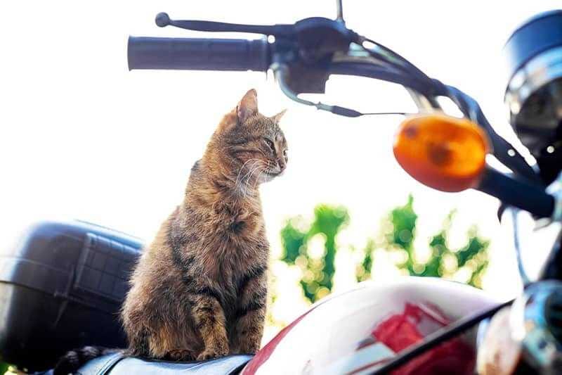 Can a Cat Ride on a Motorcycle Safely? Vet-Reviewed Facts & Tips - Catster