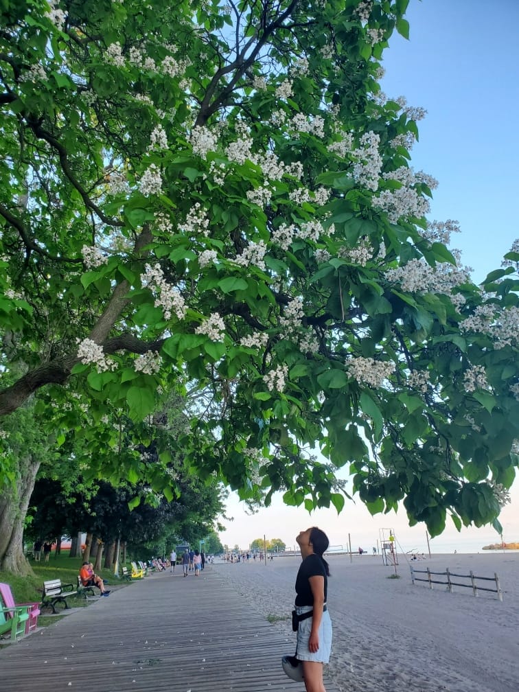 A woman stands on a boardwalk beneath a blooming catalpa tree, gazing up at its white blossoms, as beachgoers stroll and sit nearby.