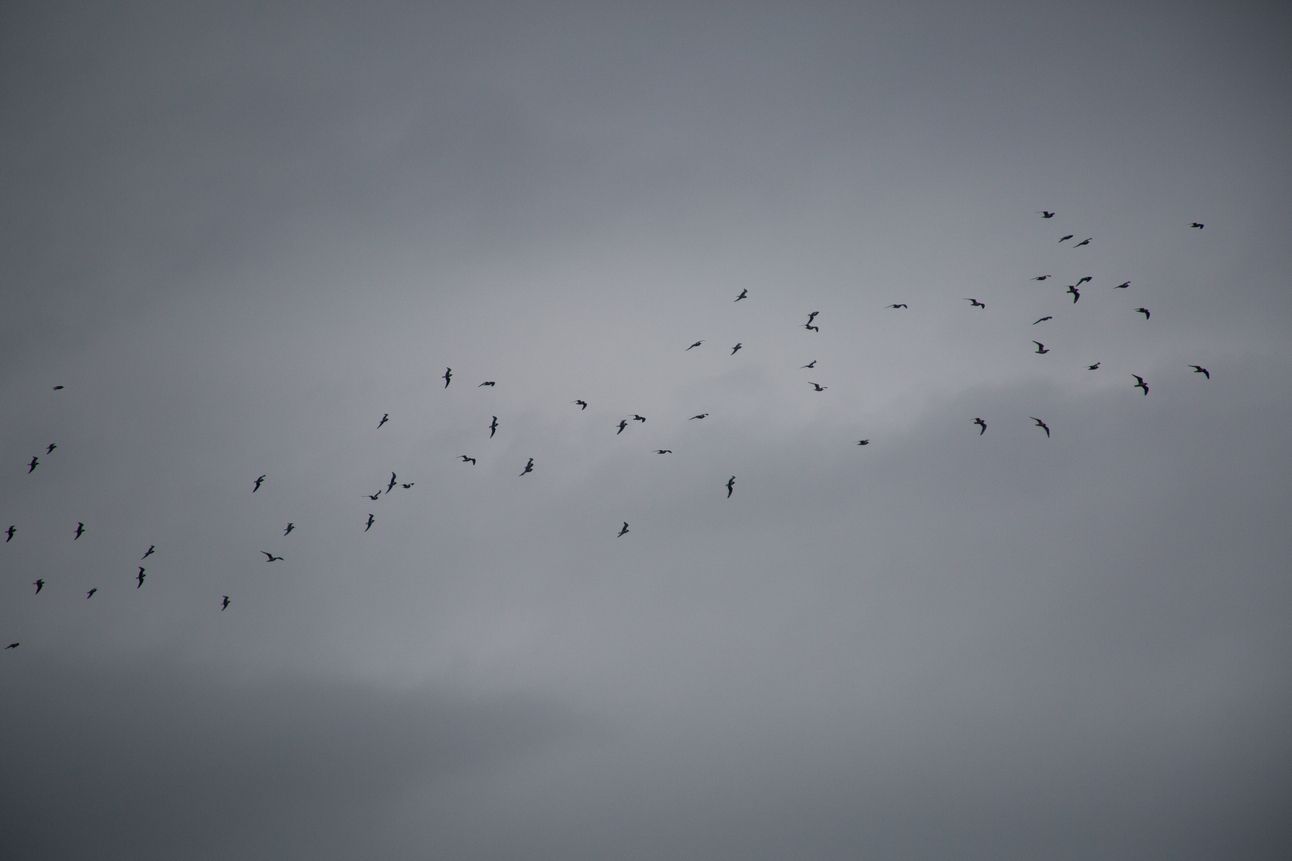 A flock of birds is silhouetted against a grey cloudy sky