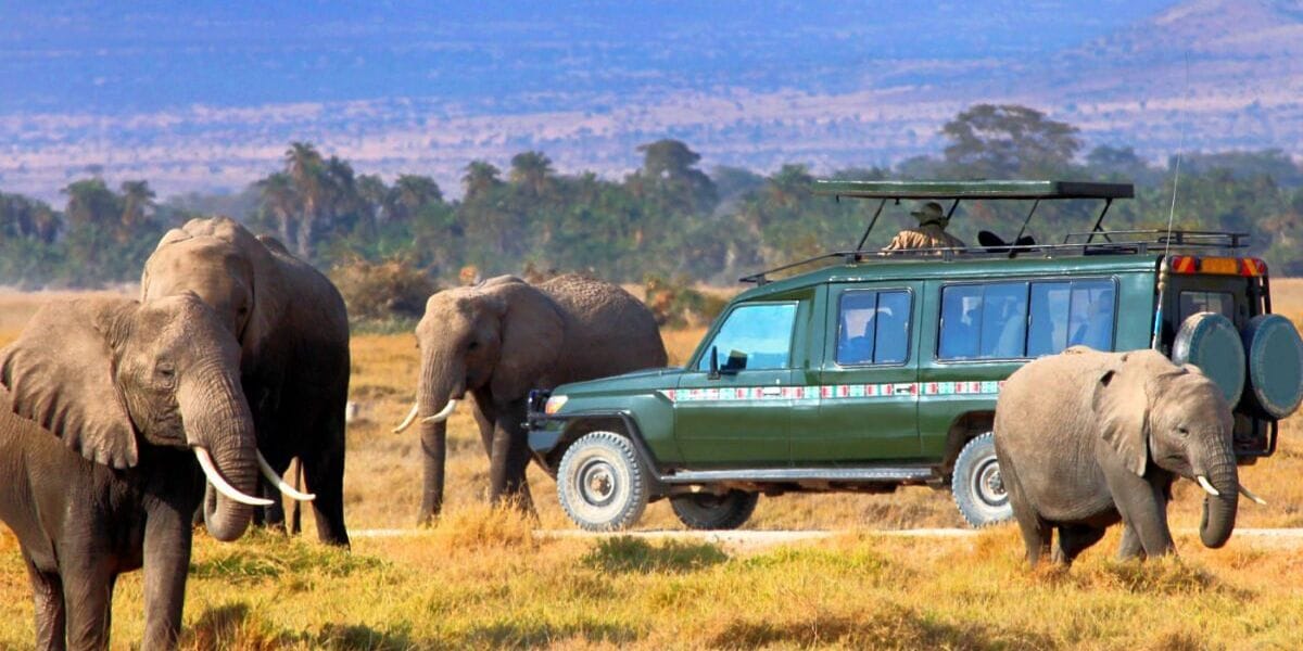 elephants around a safari jeep