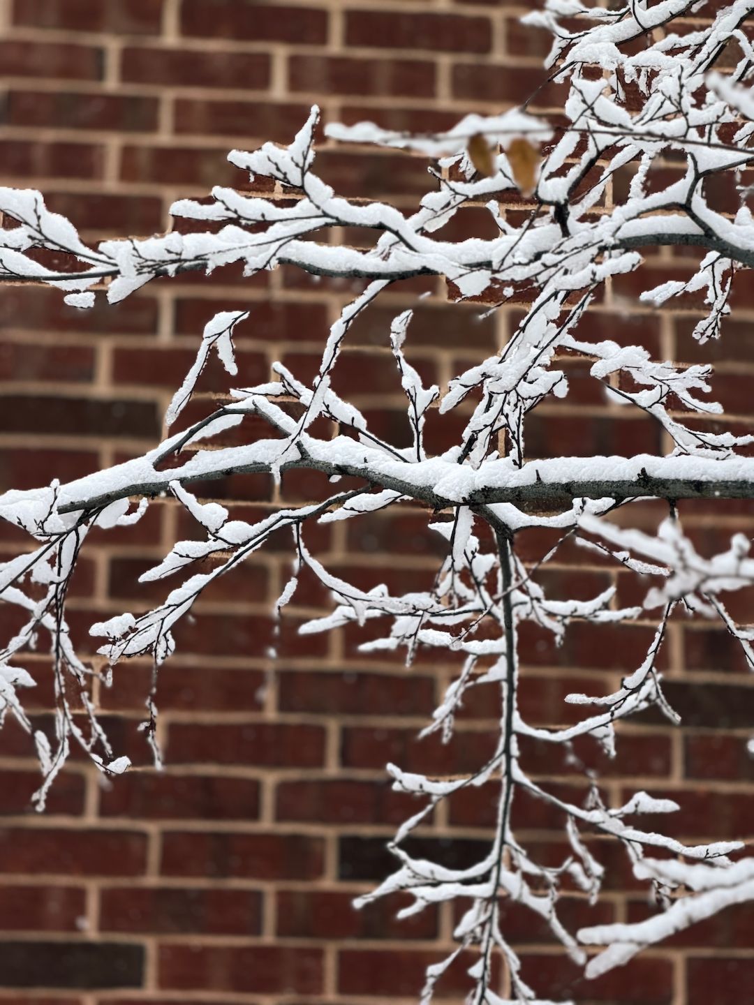 snowy branches with a brick wall behind them