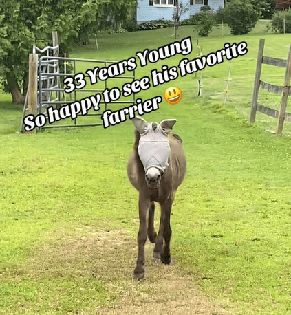 a horse running across a pasture toward the camera