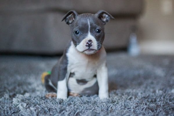Just one of the bully pups at Fresno Bully Rescue