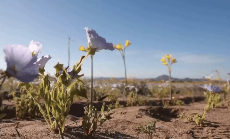 desert flower