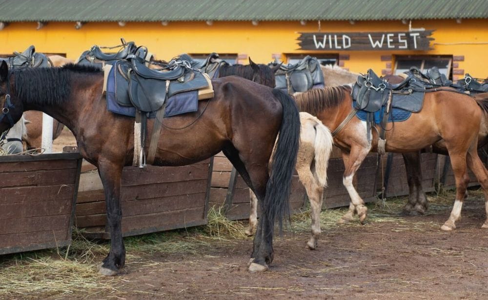 a bunch of horses at the barn