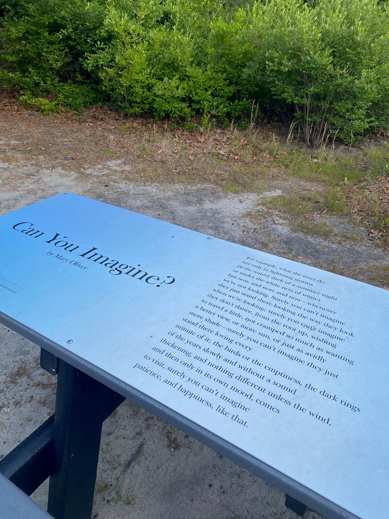 Can You Imagine? by Mary Oliver printed on a picnic table by Blackwater Pond.