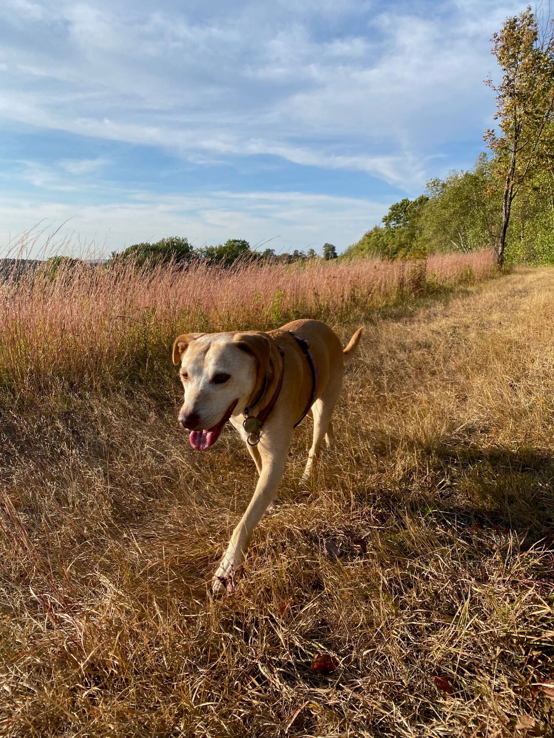 Nessa trotting along a path through a meadow on the top of a hill, smiling.